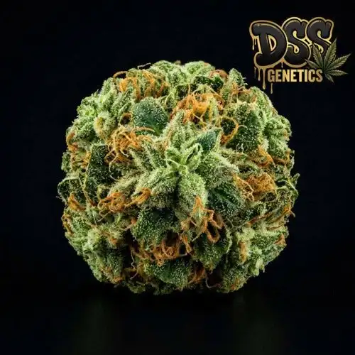 Durban Poison cannabis seeds