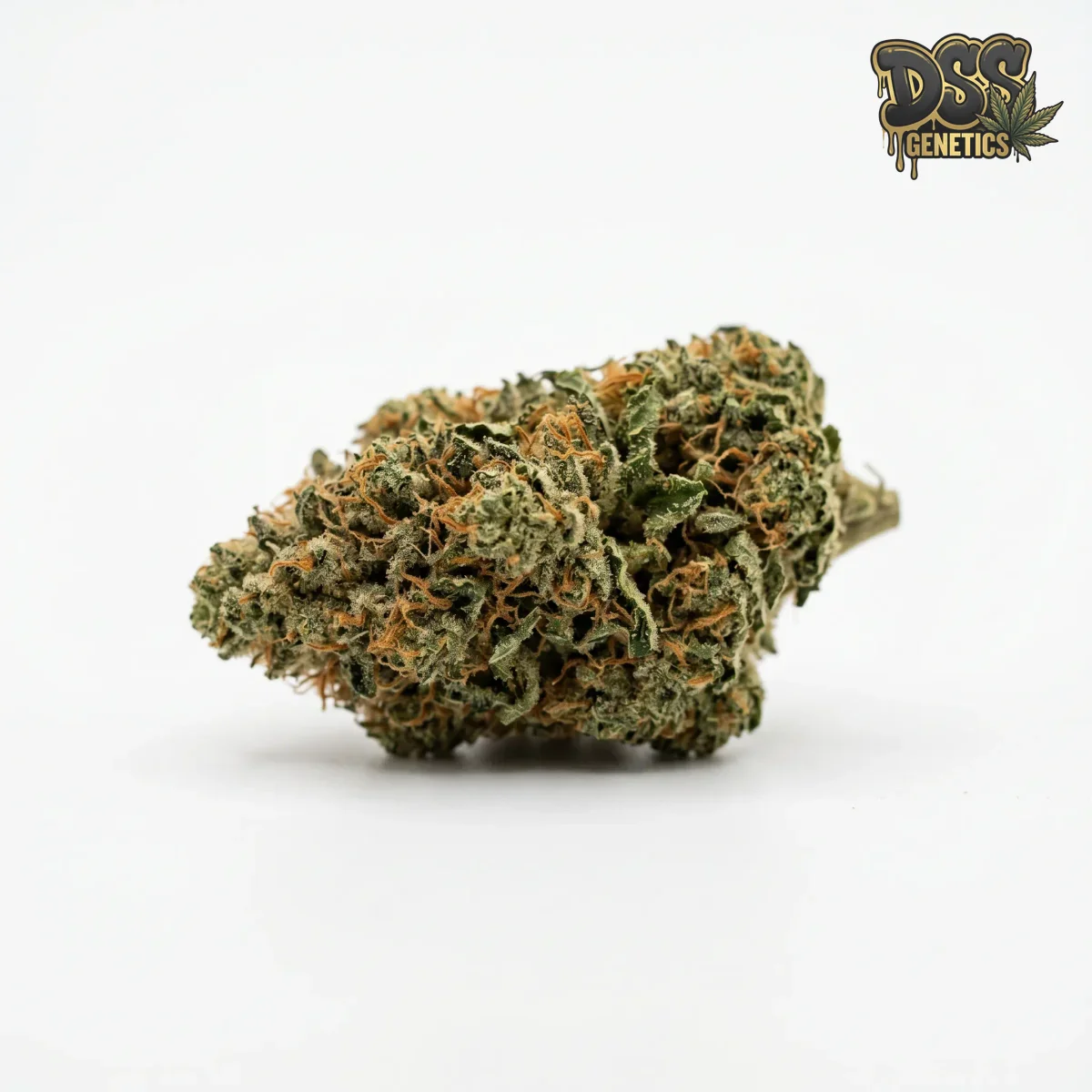 Early Bud grow guide