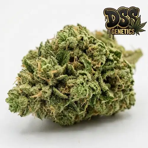 Early Bud Feminized Seeds cannabis seeds