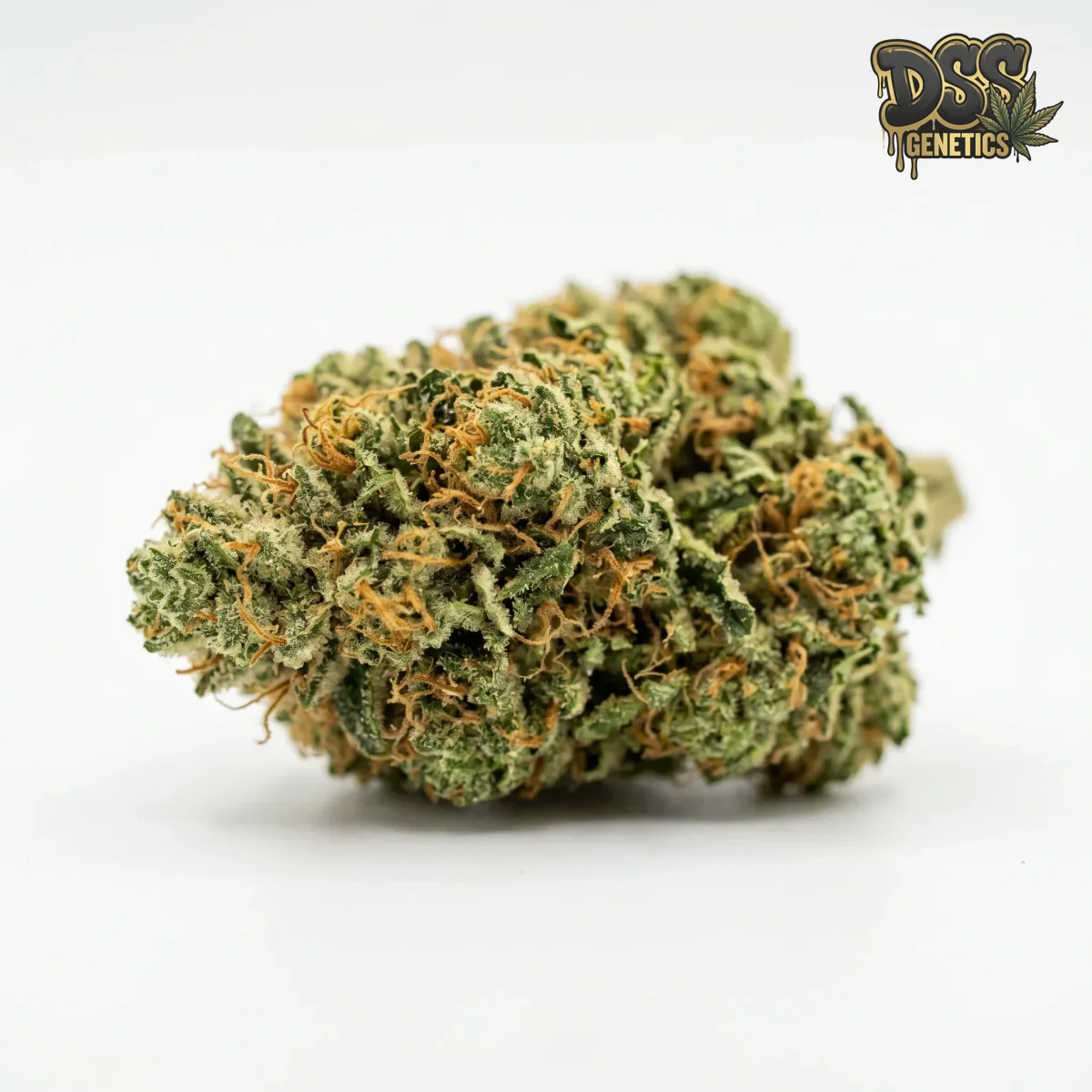 Early Girl Feminized Seeds cannabis seeds