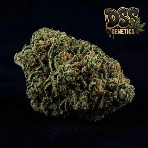 Early Girl Feminized Seeds cannabis seeds