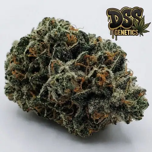 Early Misty Feminized Seeds cannabis seeds