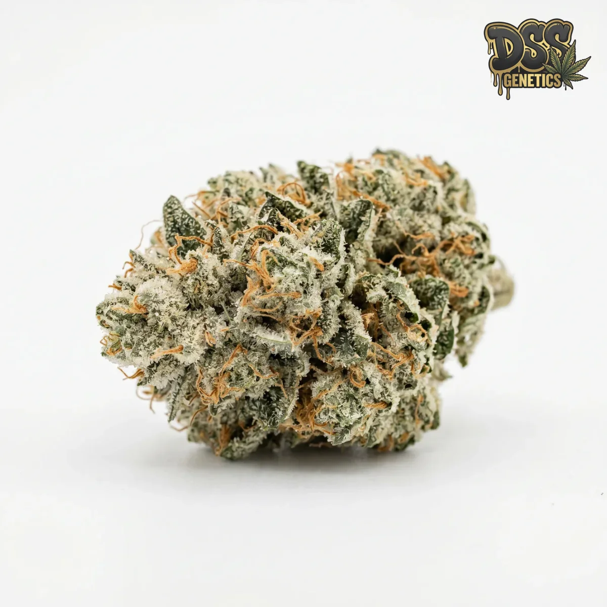 Early Misty Feminized Seeds cannabis seeds
