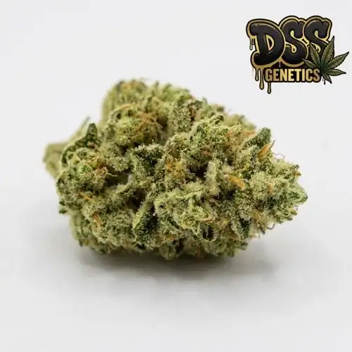 Easy Bud Autoflower Seeds cannabis seeds – Regular strain