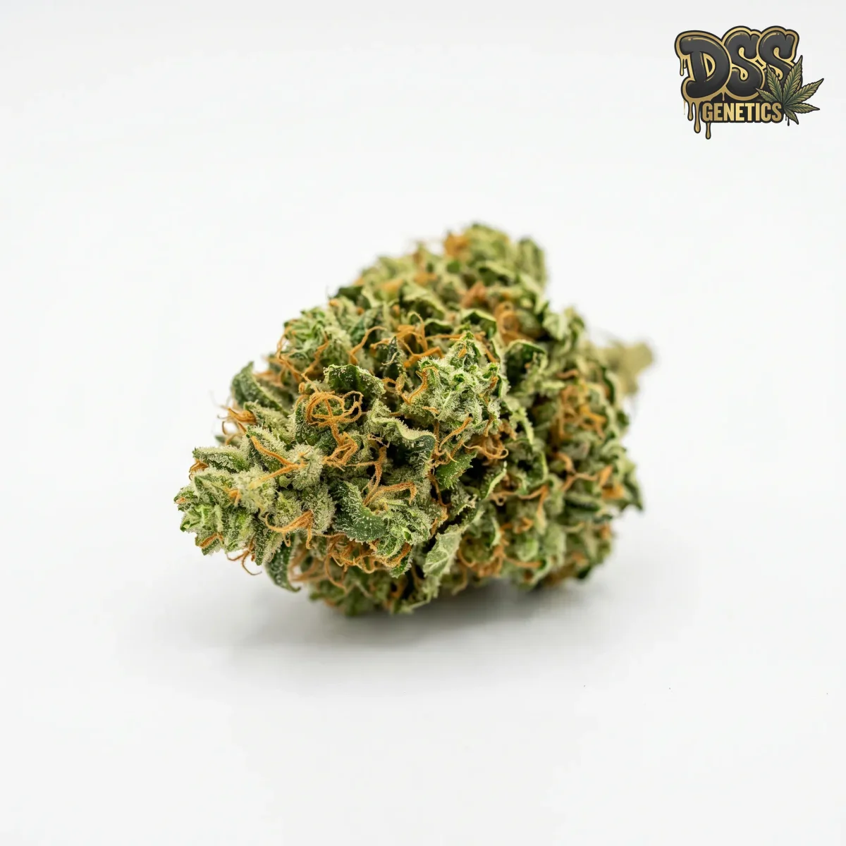 Easy Bud Autoflower Seeds grow guide