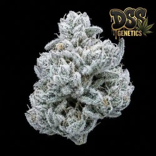 Edelweiss Feminized Seeds cannabis seeds