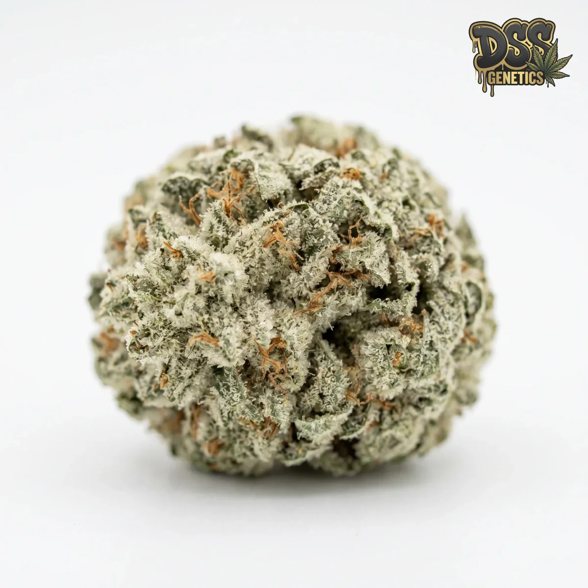Edelweiss grow guide