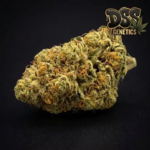 Exodus Cheese Seeds – Feminized grow guide