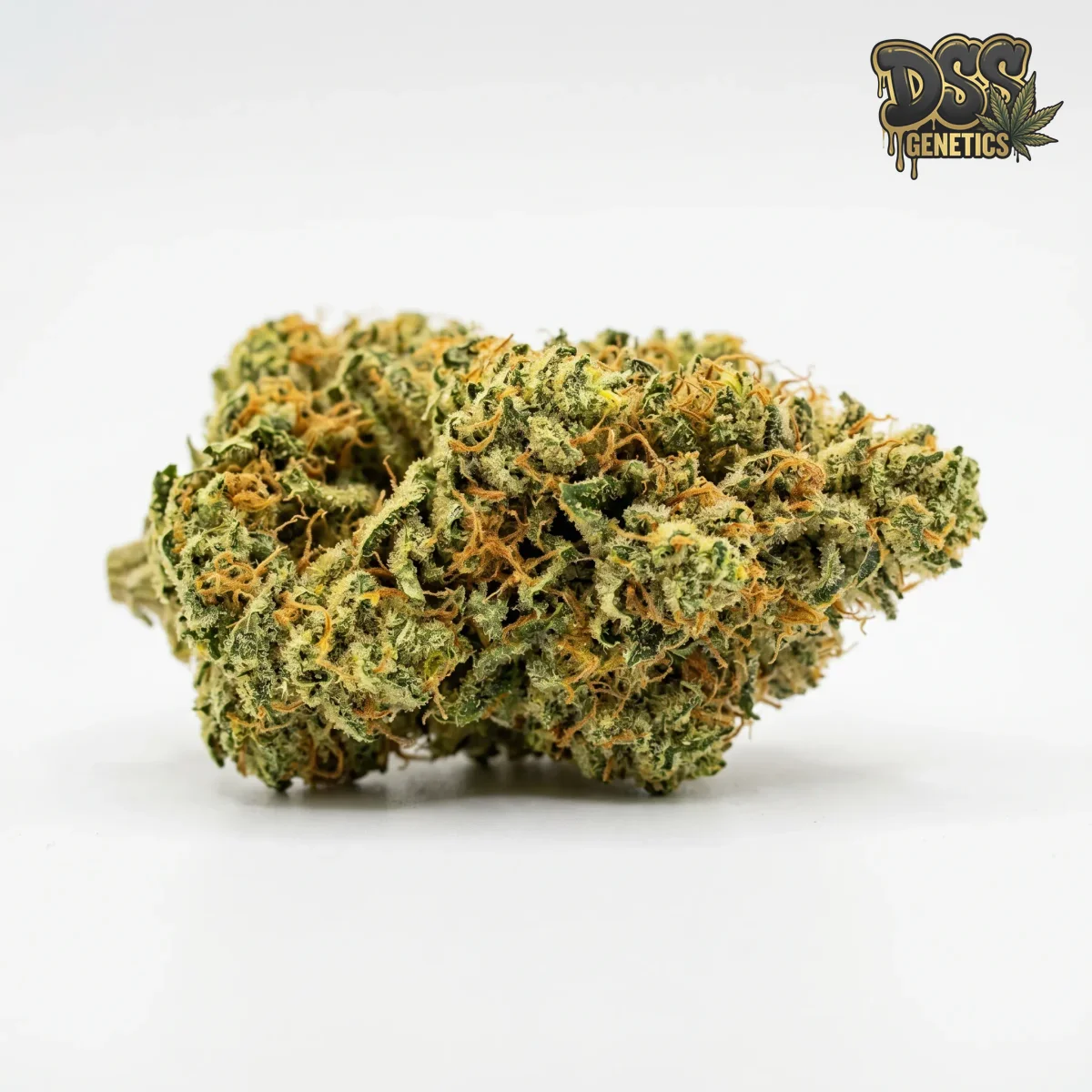 Exodus Cheese Seeds – Feminized grow guide