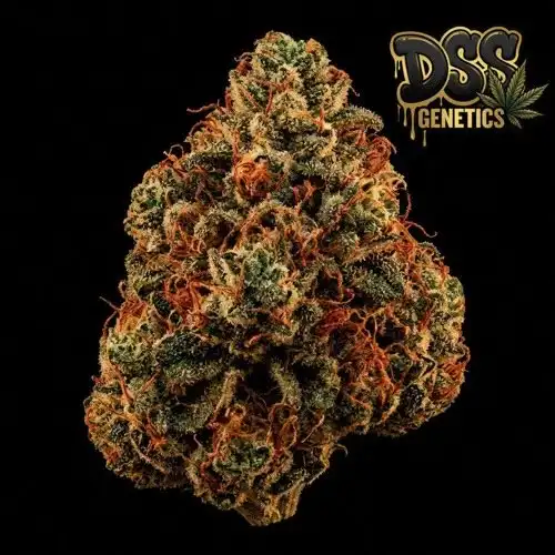 Fire OG Feminized Seeds cannabis seeds – Feminized strain
