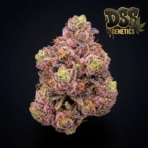 BubbleGum Autoflower Seeds cannabis seeds – Regular strain