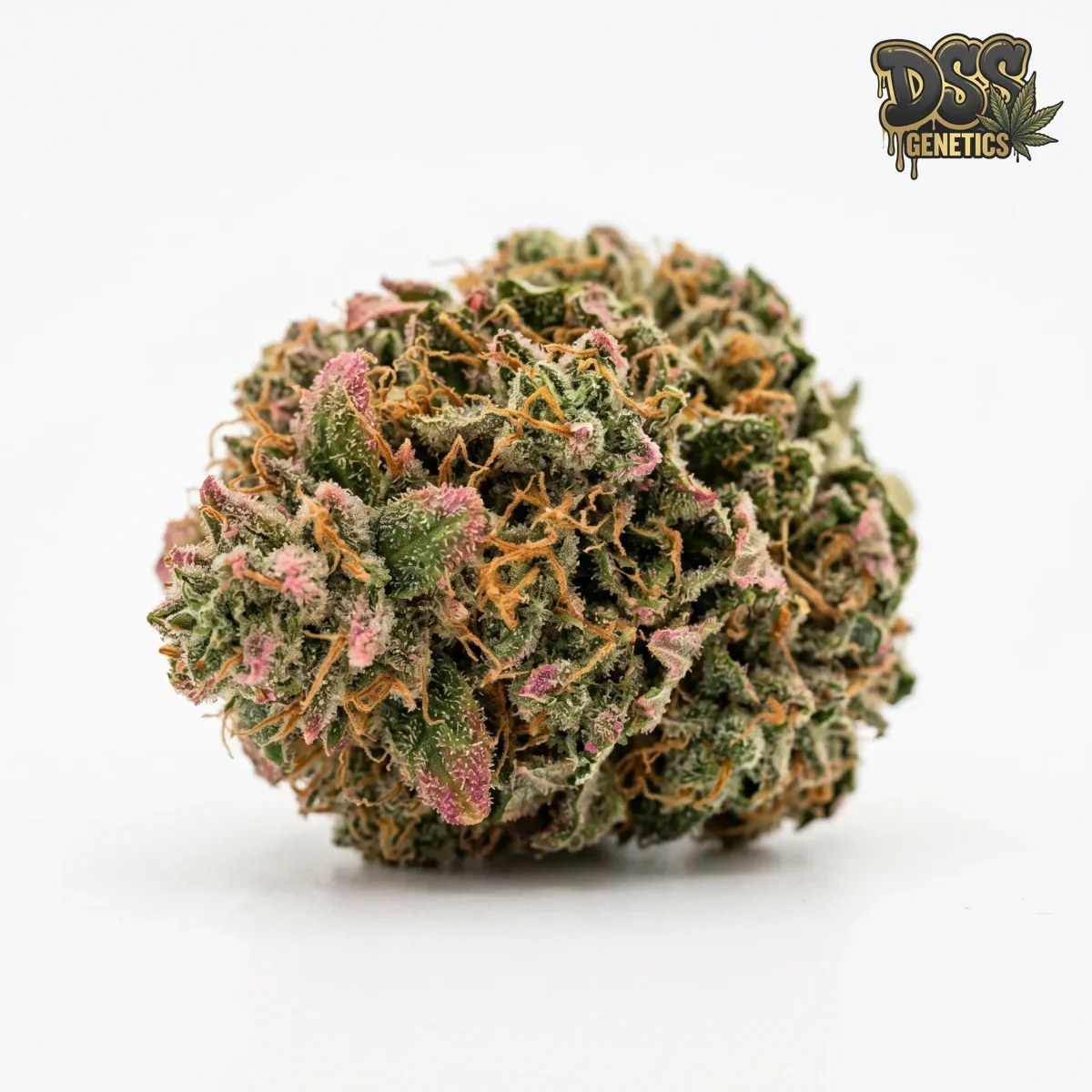 BubbleGum Autoflower Seeds grow guide