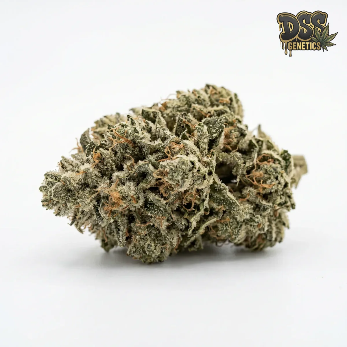 Gorilla Glue 4 Autoflower Seeds grow guide