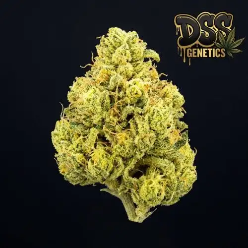 Lemon Haze Seeds - Feminized Marijuana grow guide