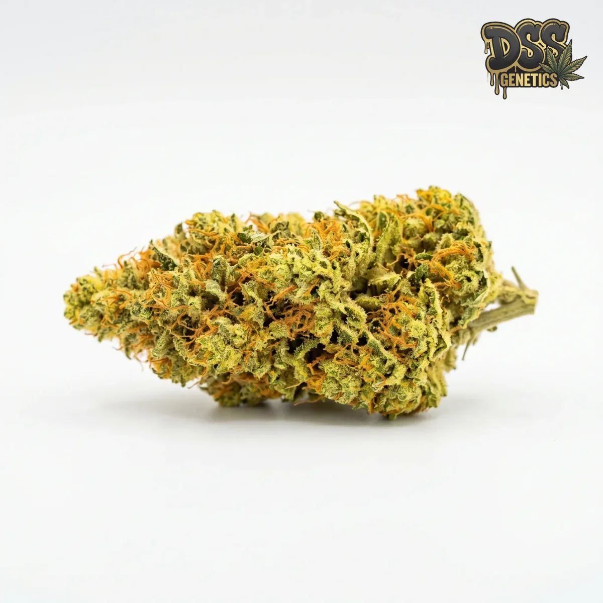 Lemon Haze Seeds - Feminized Marijuana grow guide