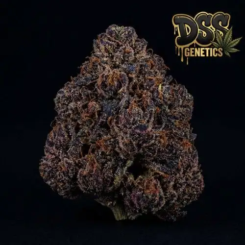 Forbidden Fruit grow guide