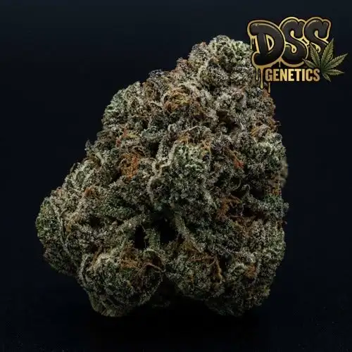 Four Way Feminized Seeds cannabis seeds