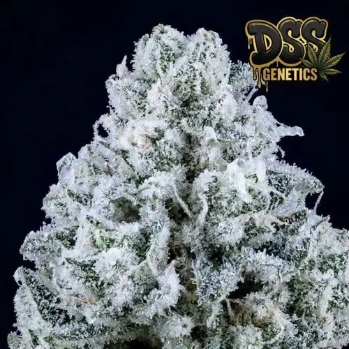 Freezeland Feminized Seeds cannabis seeds