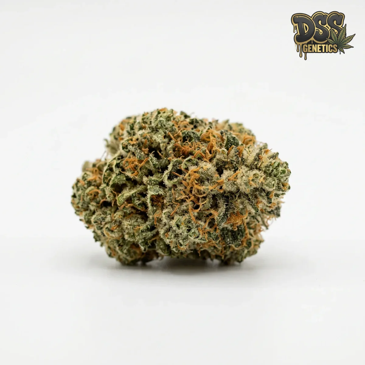 Freezeland Feminized Seeds cannabis seeds