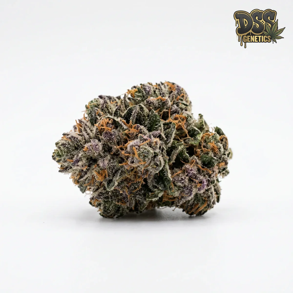 Gelato Autoflower Seeds grow guide