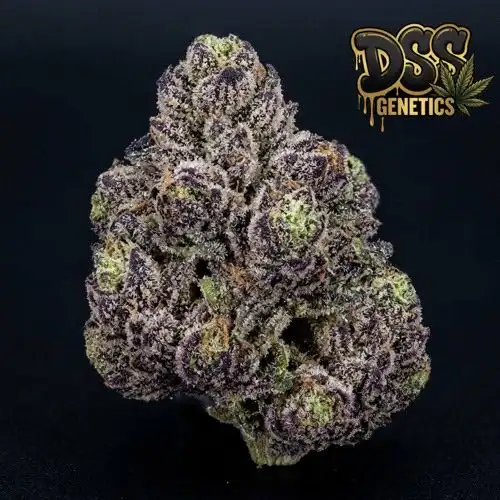 Gelato Feminized Seeds cannabis seeds