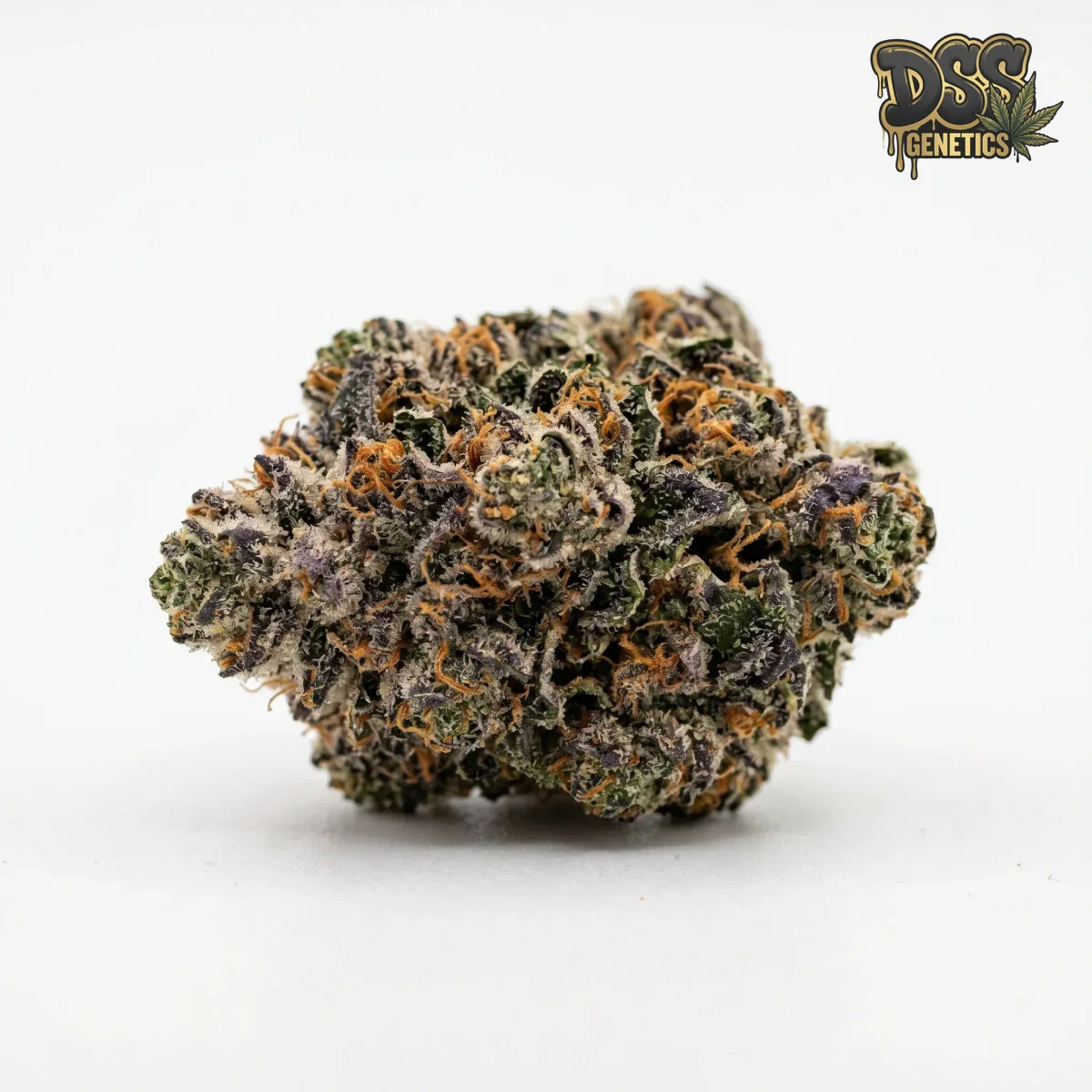 Gelato Feminized Seeds cannabis seeds