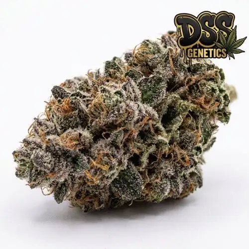 Girl Scout Cookies Autoflower Seeds cannabis seeds