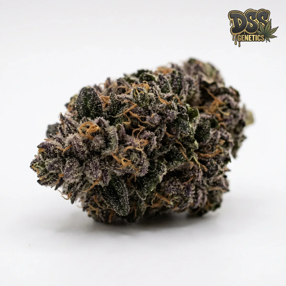 Girl Scout Cookies Autoflower Seeds grow guide