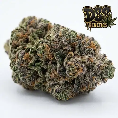 Girl Scout Cookies Feminized Seeds cannabis seeds