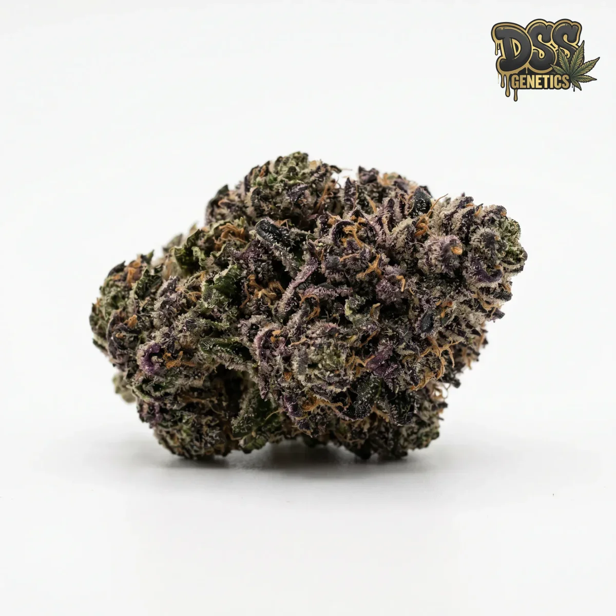 Girl Scout Cookies Feminized Seeds cannabis seeds