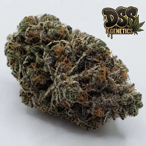 Girl Scout Cookies X Chemdog #4 Feminized Seeds cannabis seeds