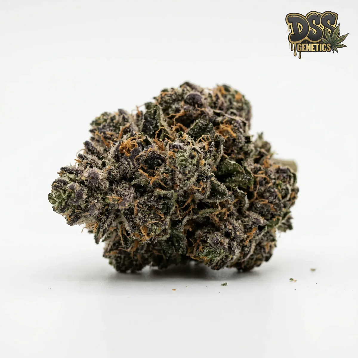 Girl Scout Cookies X Chemdog #4 Feminized Seeds cannabis seeds