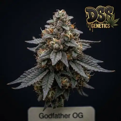 Godfather OG grow guide