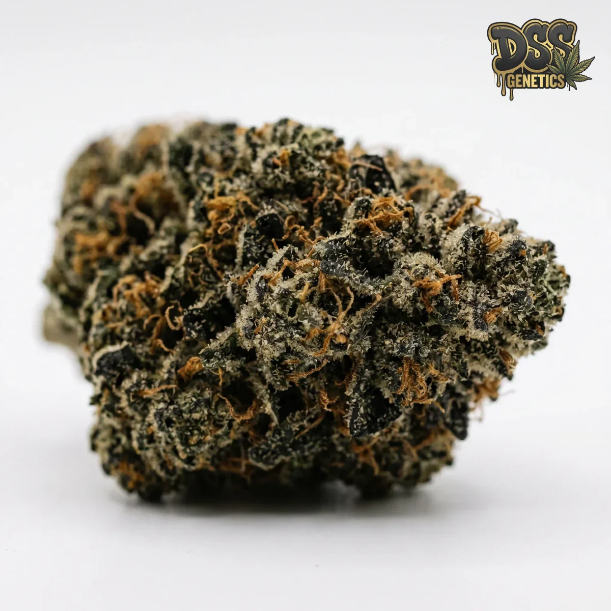 Godfather OG Feminized Seeds cannabis seeds