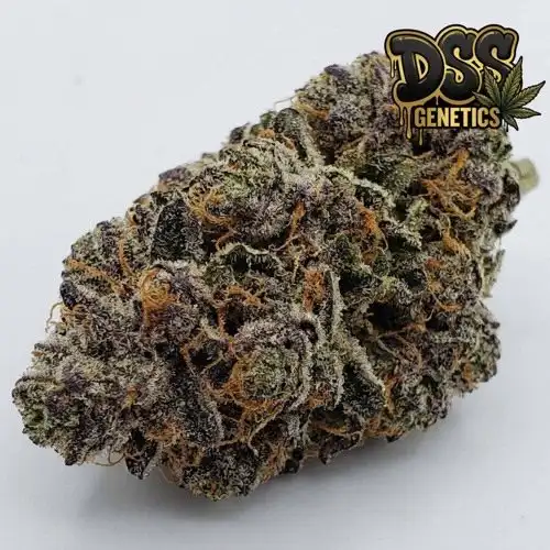 God's Gift Feminized Seeds cannabis seeds – Feminized strain