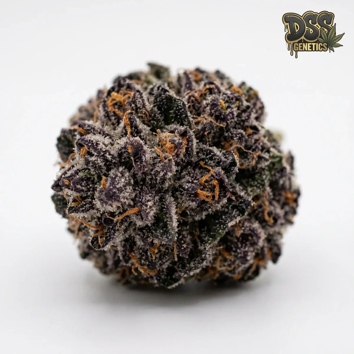 God's Gift Feminized Seeds cannabis seeds