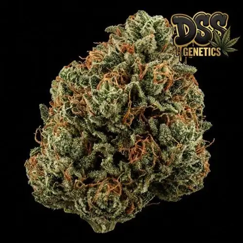 Goji OG Feminized Seeds cannabis seeds