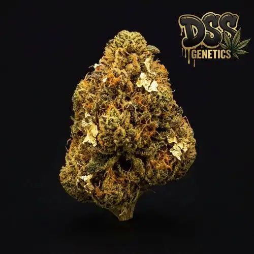 Gold Leaf Feminized Seeds cannabis seeds