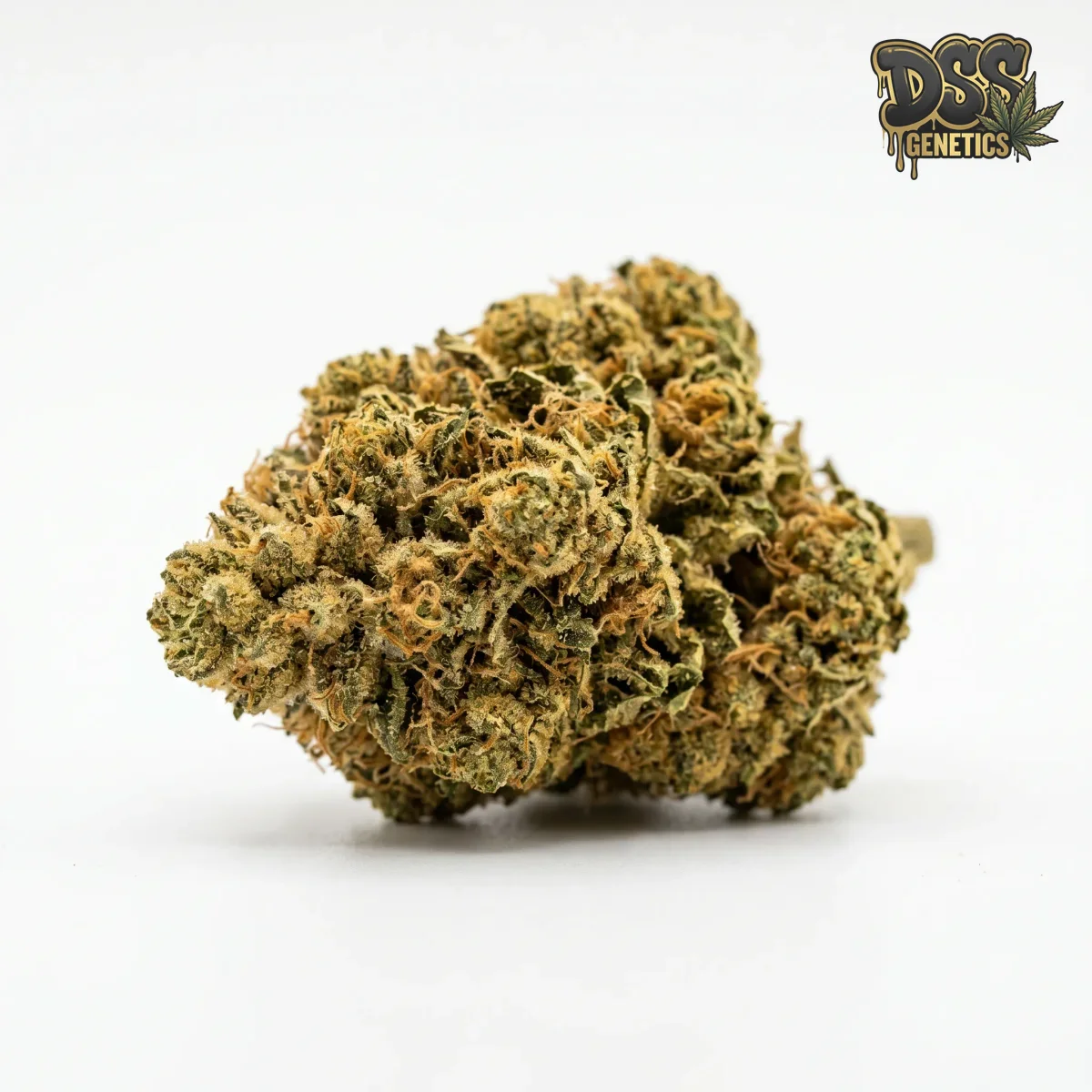 Gold Leaf grow guide
