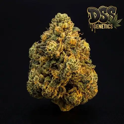 Golden Goat Feminized Seeds cannabis seeds