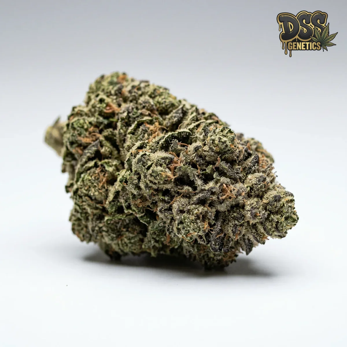 Gorilla Glue Feminized Seeds cannabis seeds