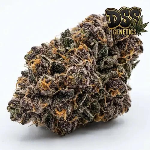 Grandaddy X Bruce Banner Feminized Seeds cannabis seeds