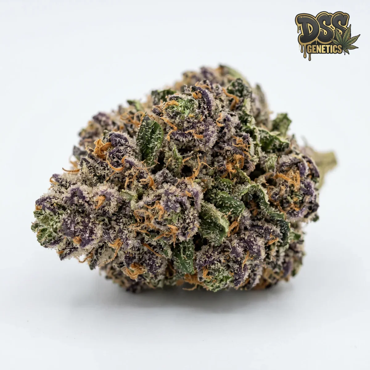 Grandaddy X Bruce Banner Feminized Seeds cannabis seeds
