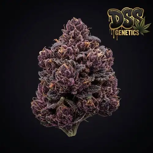 Granddaddy Purple Autoflower Seeds cannabis seeds
