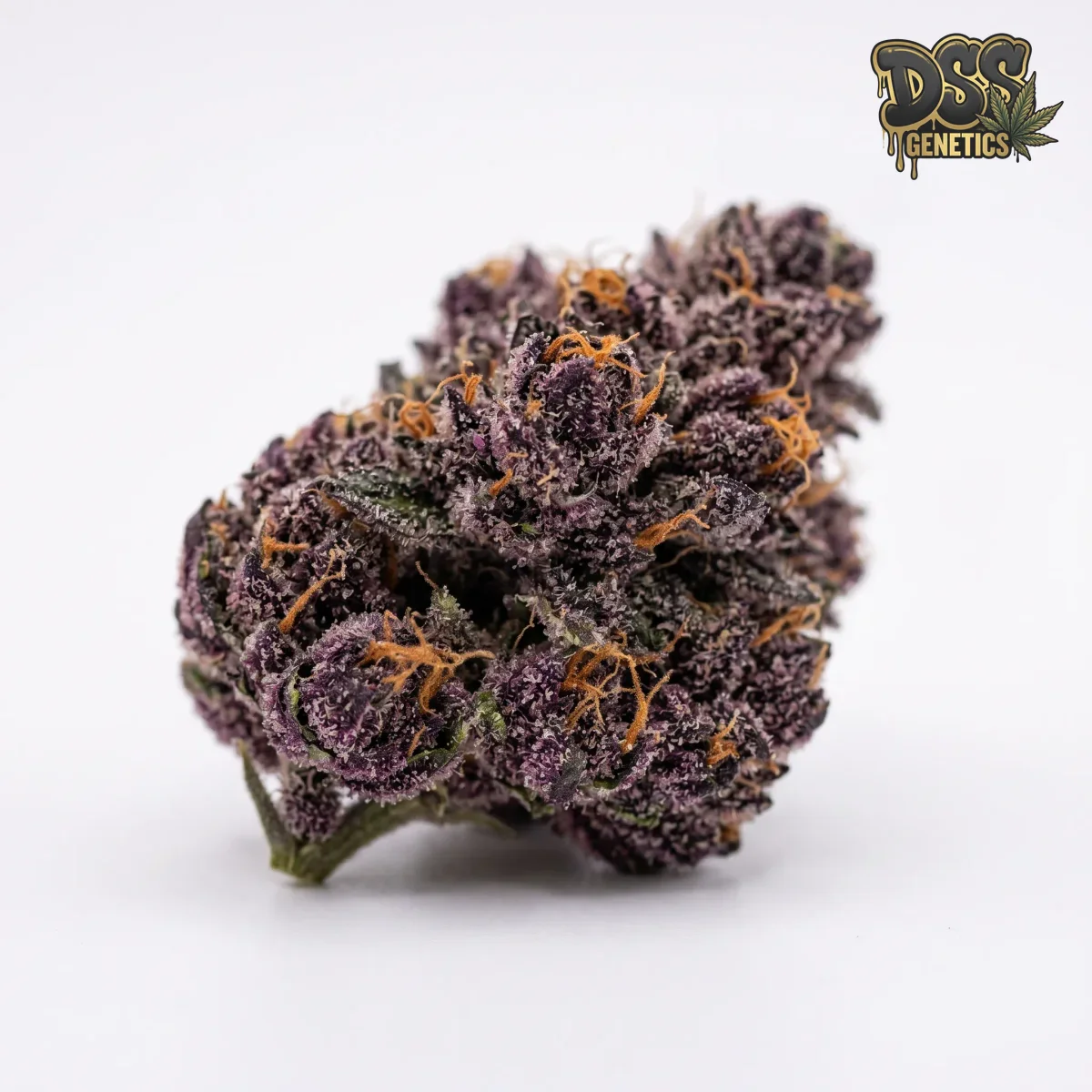 Granddaddy Purple Autoflower Seeds grow guide
