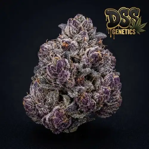 Granddaddy Purple cannabis seeds