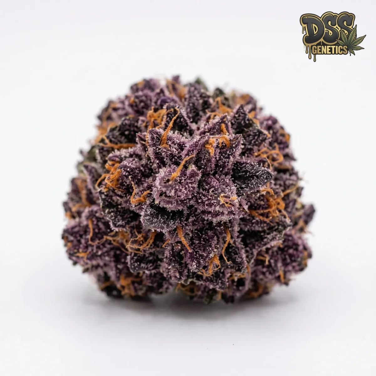 Granddaddy Purple grow guide
