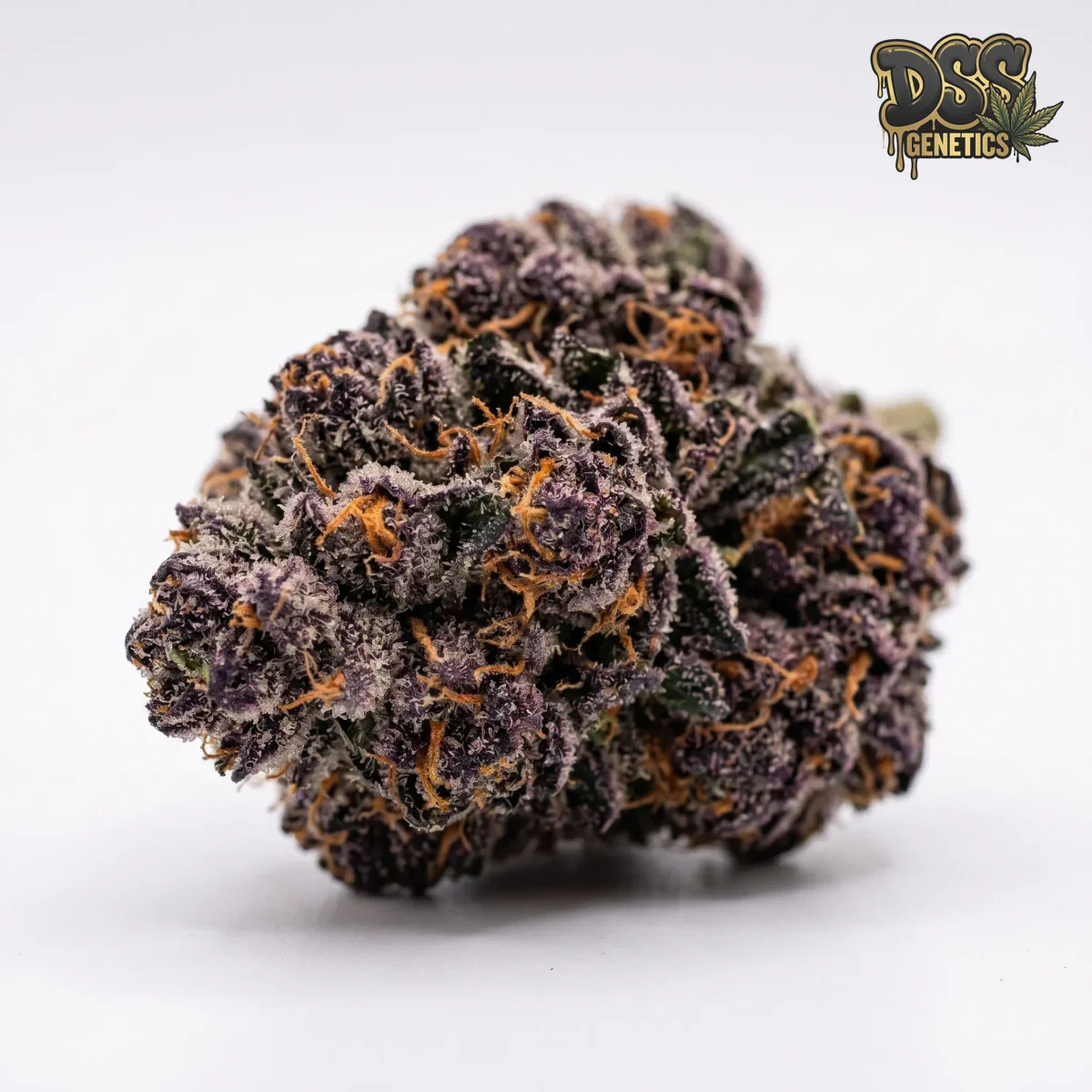 Grape Ape Feminized Seeds cannabis seeds