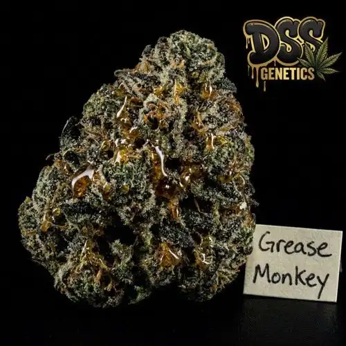 Grease Monkey Feminized Seeds cannabis seeds – Feminized strain