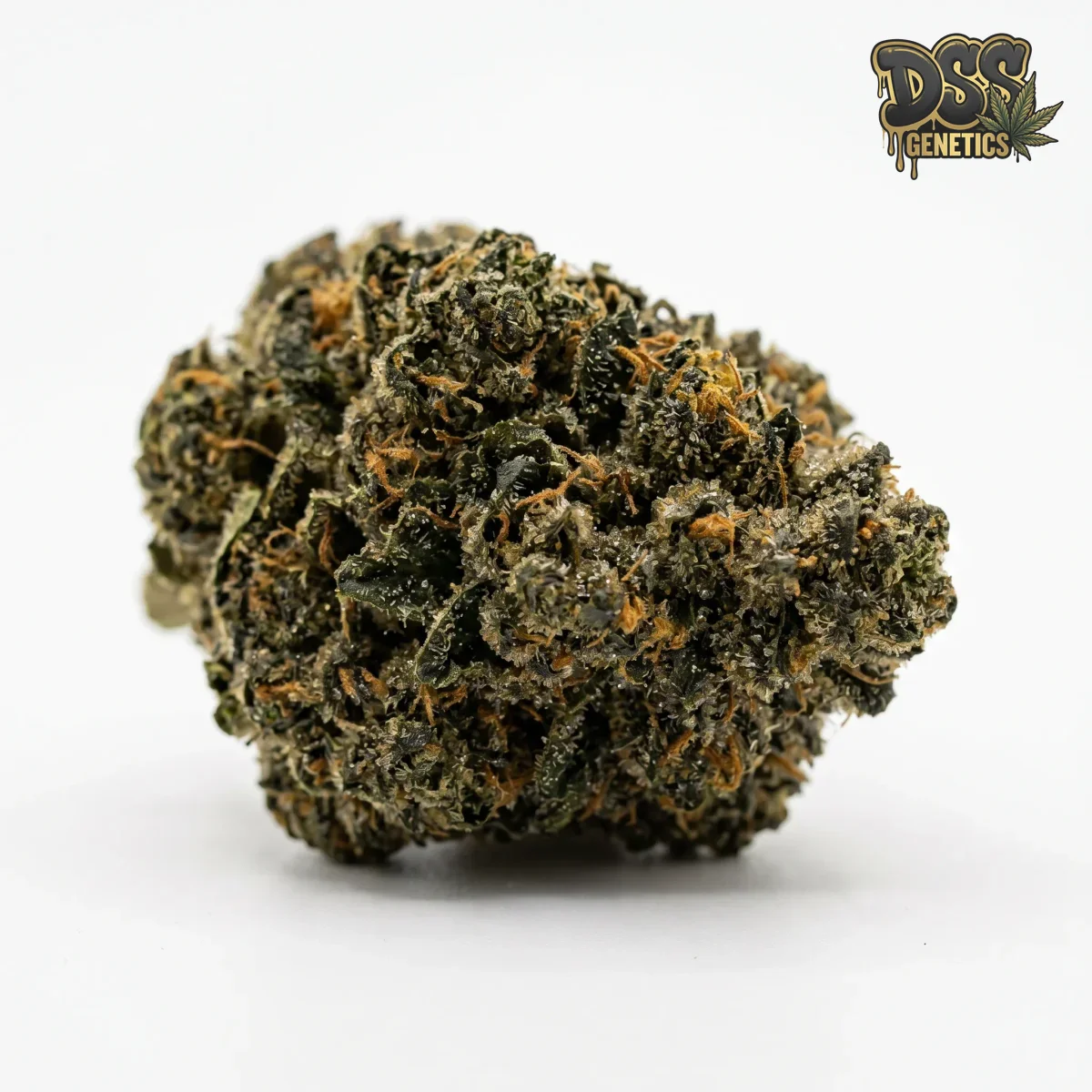 Grease Monkey Feminized Seeds cannabis seeds